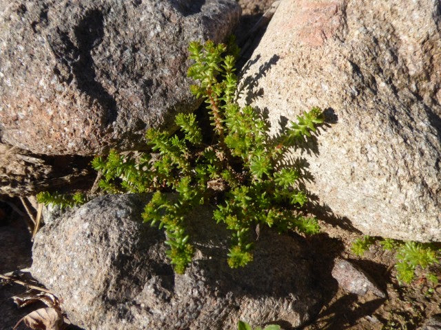 Sedum sexangulare