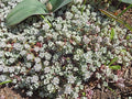 Sedum spathulifolium 'Cape Blanco'