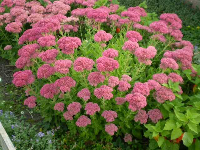 Sedum spectabile 'Brillant'