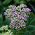 Sedum spectabile 'Stardust'