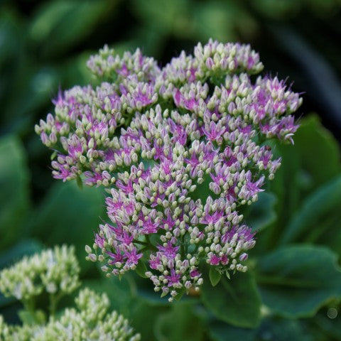 Sedum spectabile 'Stardust'