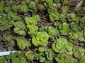 Sedum spurium 'Album',