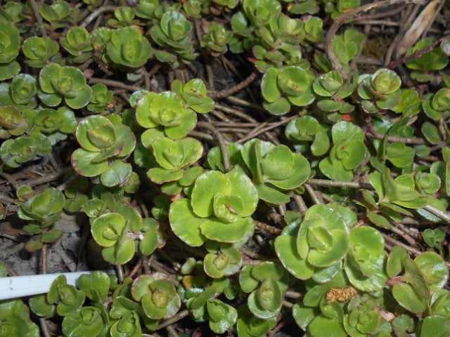 Sedum spurium 'Album',