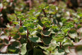 Sedum spurium 'Fuldaglut',