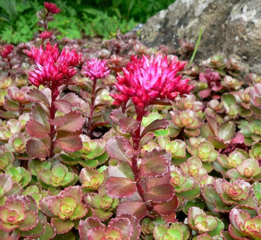 Sedum spurium 'Purpurteppich',