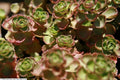 Sedum spurium 'Schorbuser Blut',