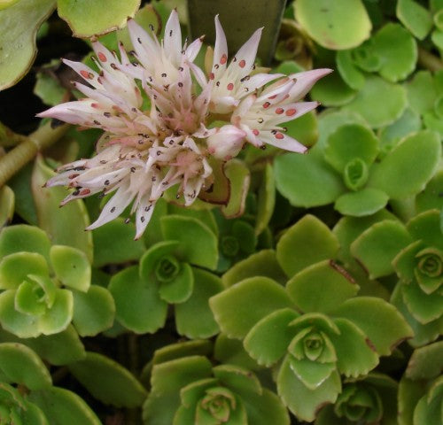 Sedum spurium