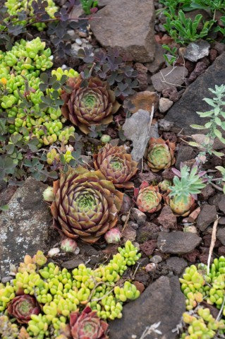 Sempervivum Commander Hay
