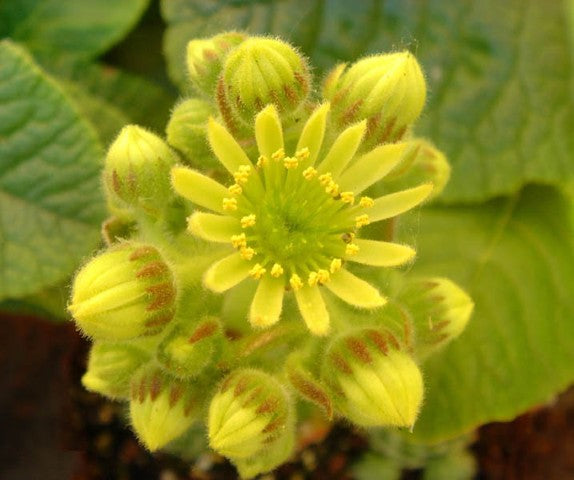 Sempervivum ciliosum var. borisii,