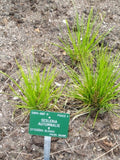 Sesleria autumnalis