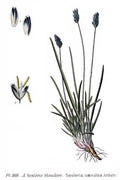 Sesleria caerulea