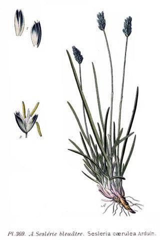 Sesleria caerulea