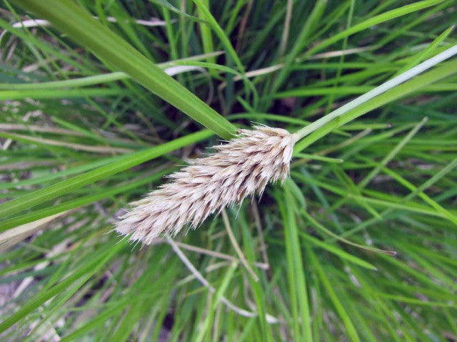 Sesleria nitida