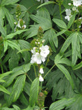 Sidalcea candida