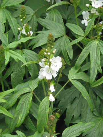 Sidalcea candida