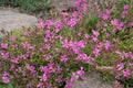 Silene schafta