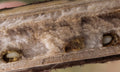 Silphium perfoliatum