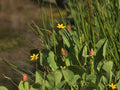 Sisyrinchium californicum