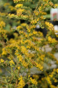 Solidago rugosa 'Fireworks'