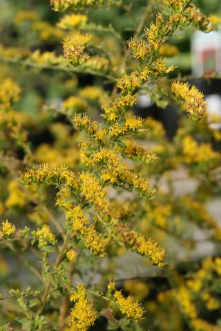 Solidago rugosa 'Fireworks'