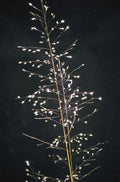 Sporobolus heterolepis