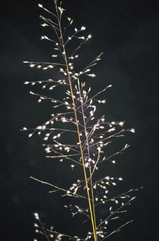 Sporobolus heterolepis