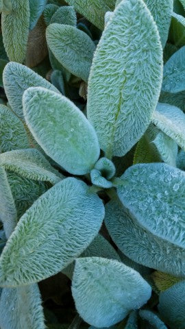 Stachys Silver Carpet'