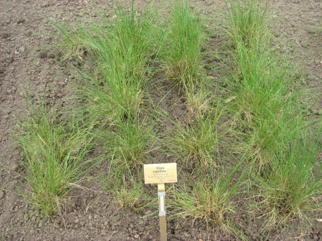 Stipa capillata
