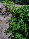 Stipa gigantea