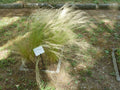 Stipa tenuifolia
