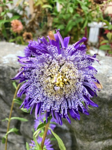 Stokesia laevis