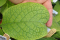 Symphytum azureum