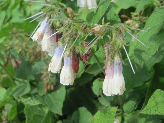 Symphytum grandiflorum