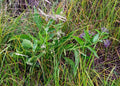 Symphytum officinale