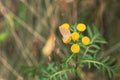 Tanacetum vulgare