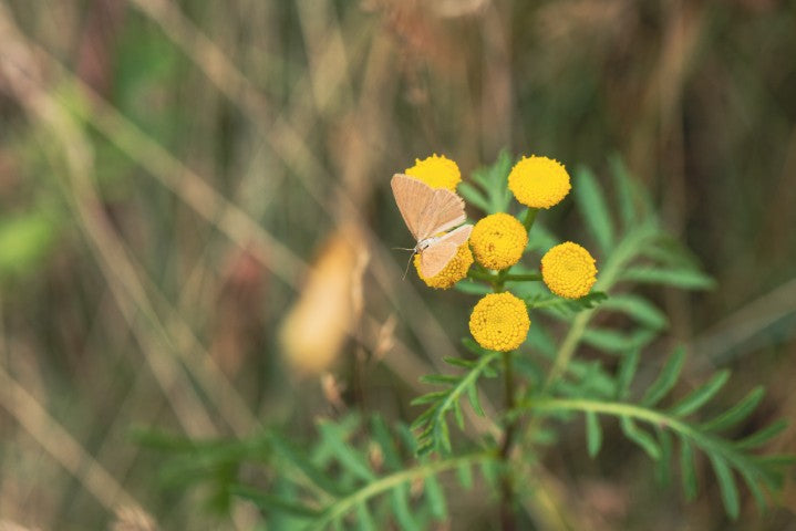 Tanacetum vulgare