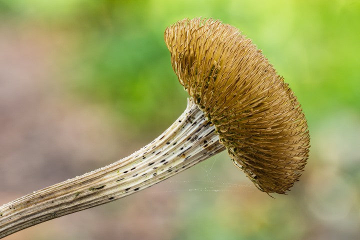 Telekia Speciosa