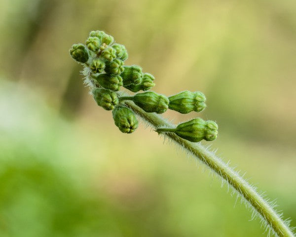 Tellima grandiflora