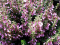 Teucrium lucidrys