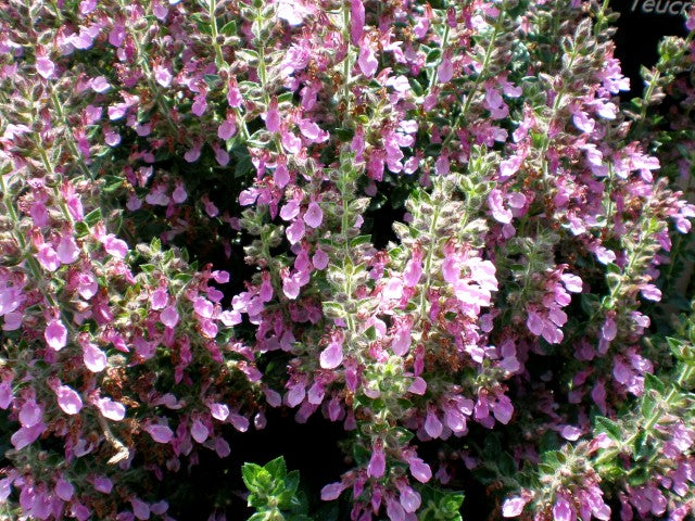 Teucrium lucidrys