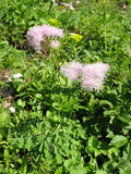 Thalictrum aquilegifolium