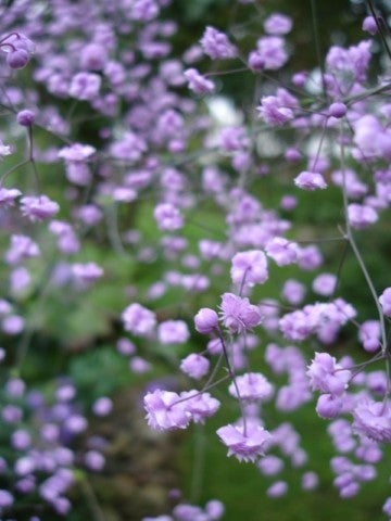 Thalictrum delavayi 'Hewitt's Double'