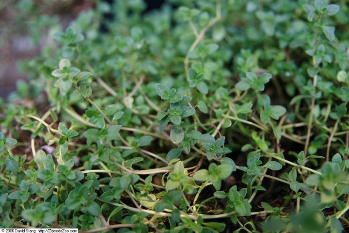 Thymus Doone Valley'