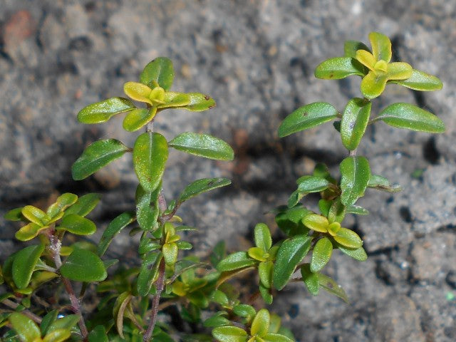 Thymus citriodorus 'Aureus'