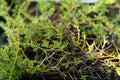 Thymus praecox 'Albiflorus'