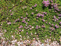 Thymus praecox 'Coccineus'