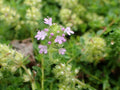 Thymus praecox 'Pseudolanuginosus'