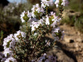 Thymus vulgaris