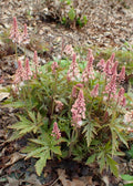 Tiarella Pink Skyrocket'