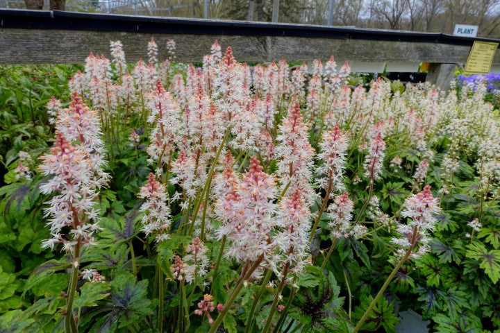 Tiarella Sugar and Spice'